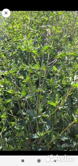 Мак, мята, вербейник, аквелегия, колокольчики