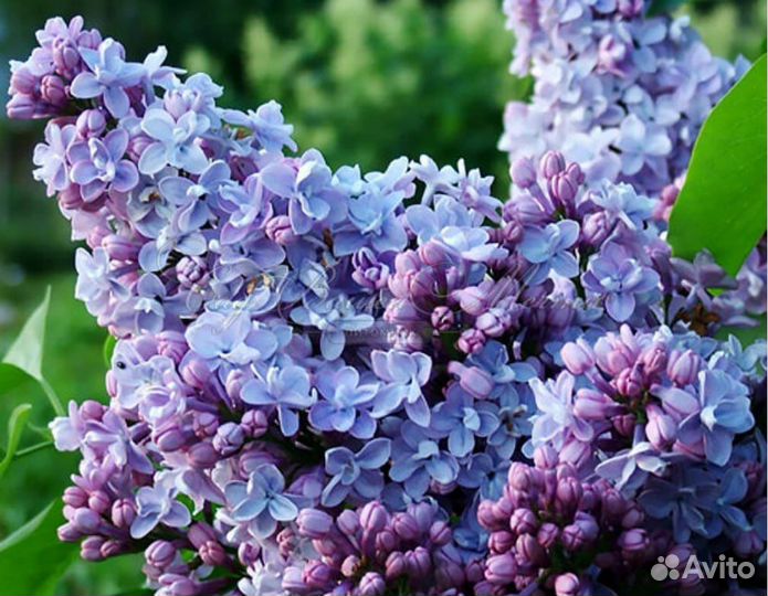 Саженцы сирени