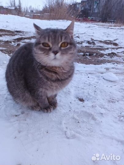 Британская кошка