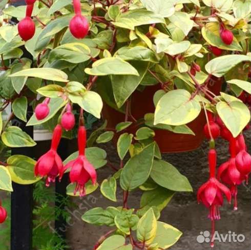 Фуксия сортовая укоренённые черенки