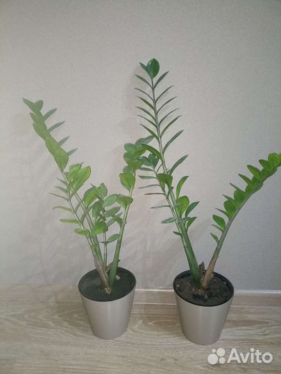 Замиокулькас