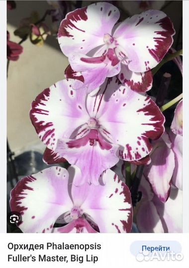 Орхидея фаленопсис