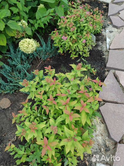 Пион травянистый, многолетники