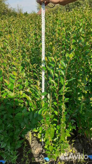 Саженцы кизильника от 80-120см