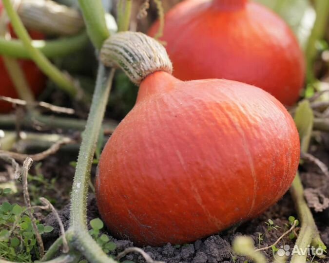 Семена Тыквы 