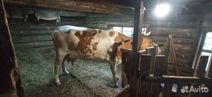 Продается дойная корова