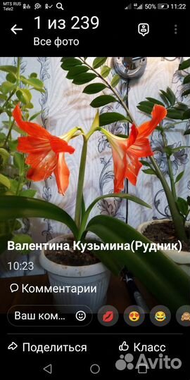 Гиппиаструм