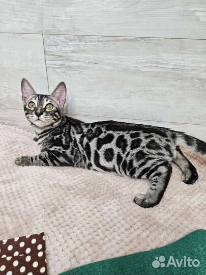 Самый сладкий мальчик бенгальчик