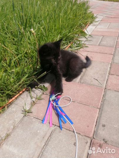 Котята в добрые руки бесплатно