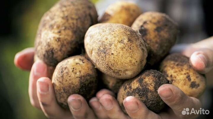 Продам картофель и тыкву