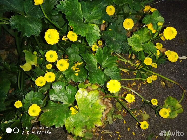 Лютик едкий