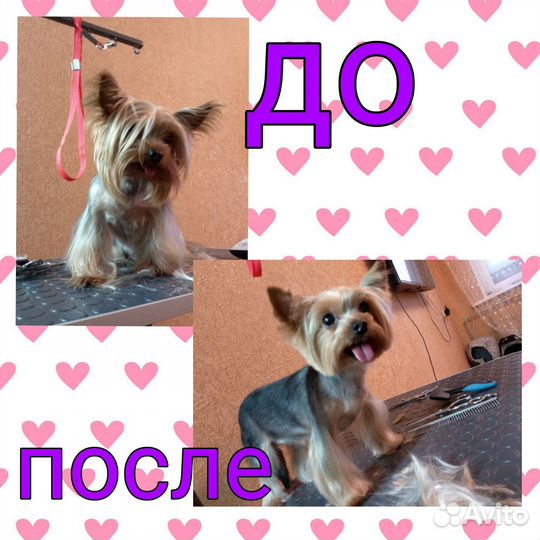 Груминг кота или собачки /Грумер/стрижка животных