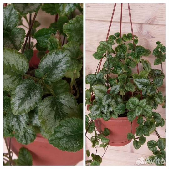 Циперус, церопегия