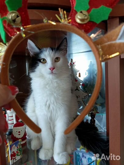 Кошечка в добрые ручки