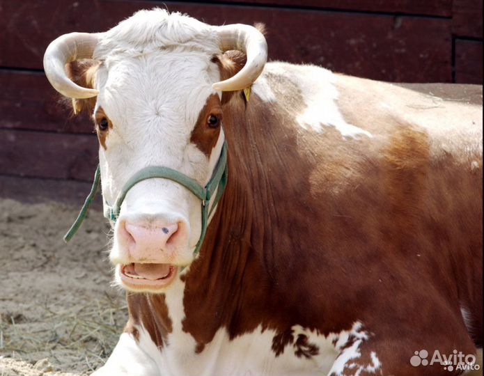 Мануальный объектив Nikkor-135\3.5