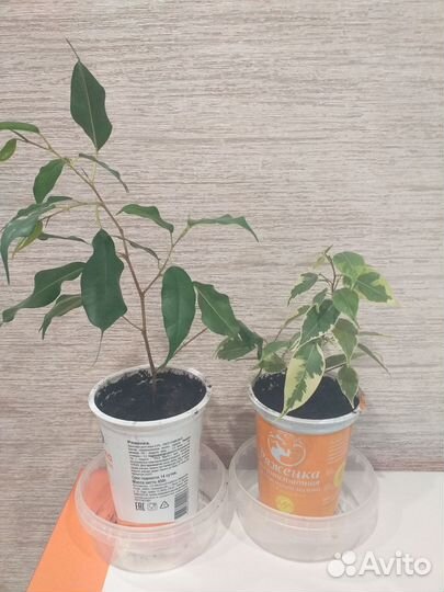 Фикус бенджамина