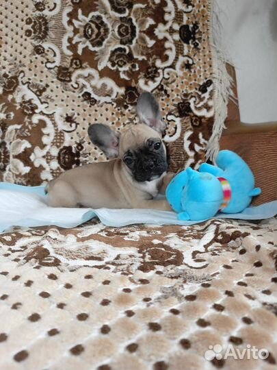 Французские девочки