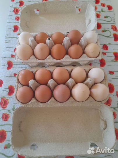 Яйца куриные для инкубации