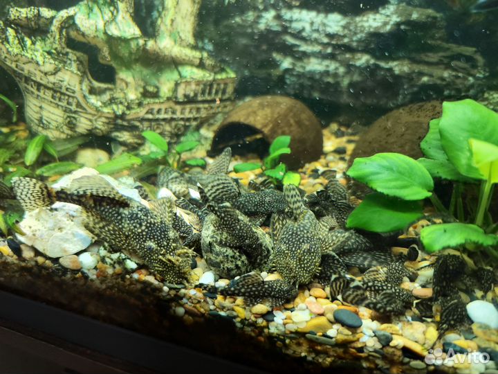 Сомики анциструсы