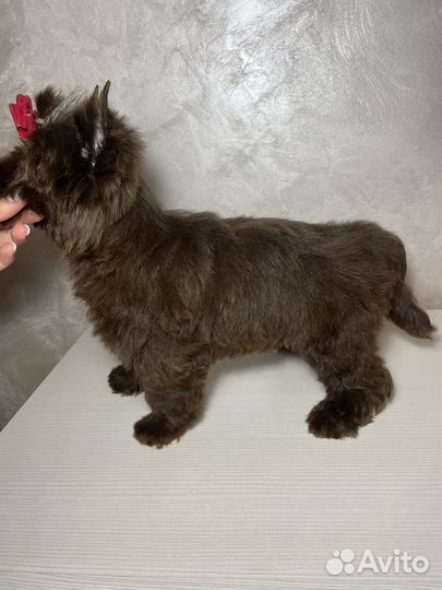 Шоколадный йорк девочка