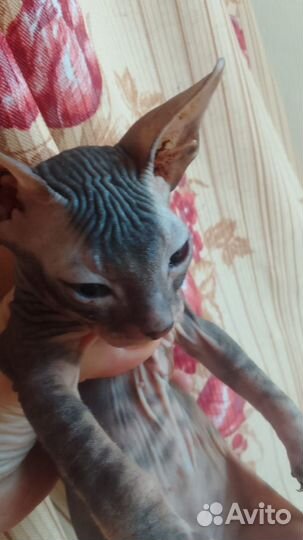 Донской сфинкс