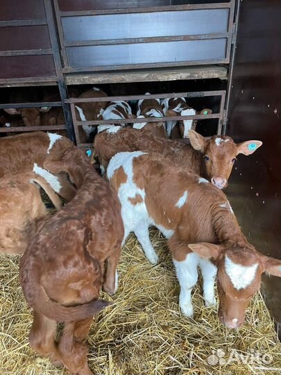 О Телята бычки и тёлки