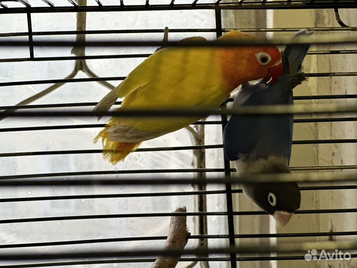 Попугаи неразлучники фишера