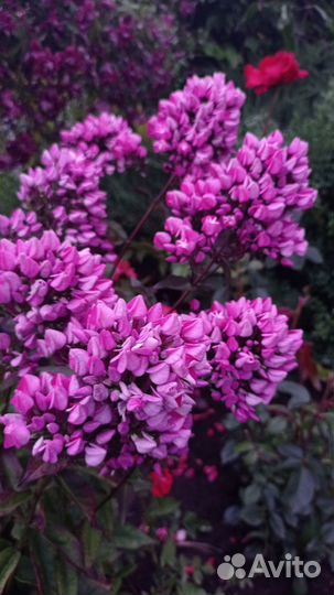 Многолетние садовые цветы для вашего сада