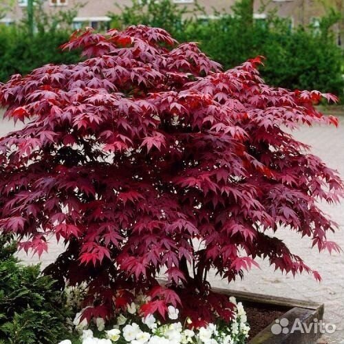 Клены японские. Гарнет Блоггод