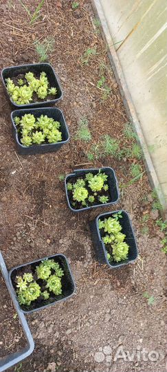 Суккуленты, молодило