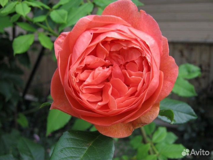 Саженцы Роза английская Саммер Сонг