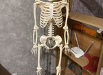Скелет человека Артем