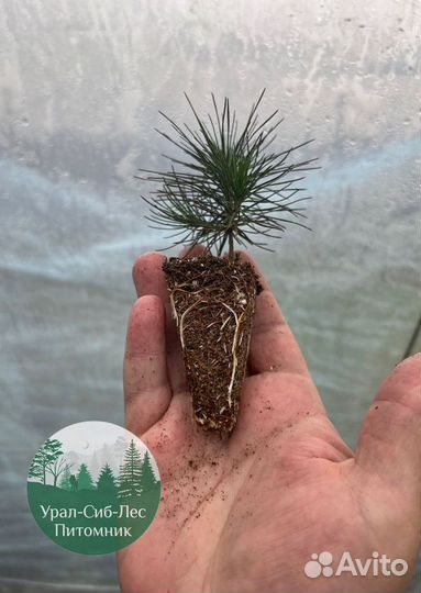 Зкс и окс Сосна Ель Лиственница сеянцы Голуб горн