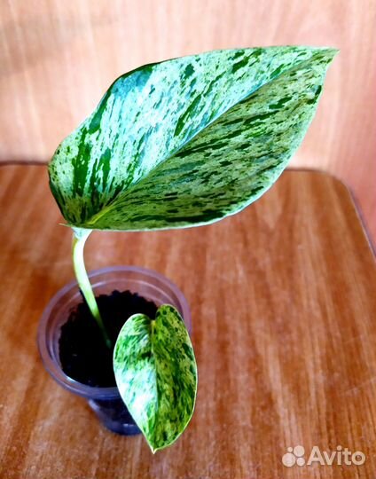 Бегония. Сциндапсус. Хойя. Синадениум. Педилантус