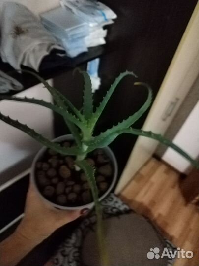 Алоэ столетник