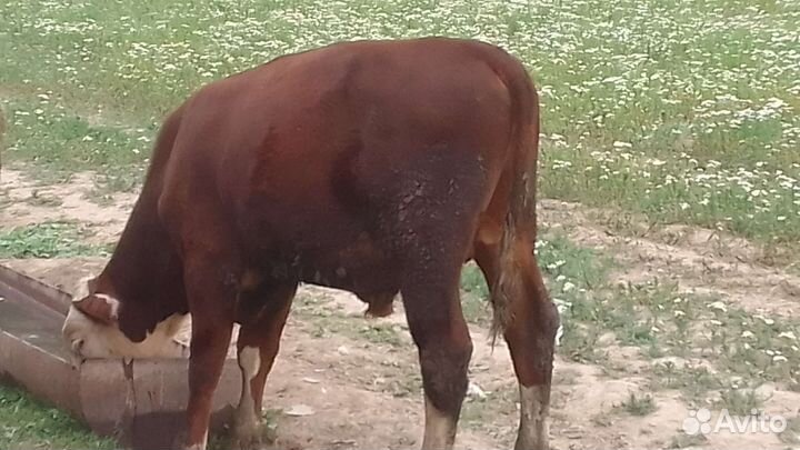 Бычок и Нетель