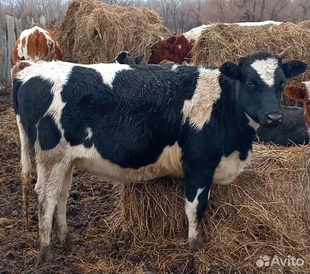 Продам тёлок 12голов