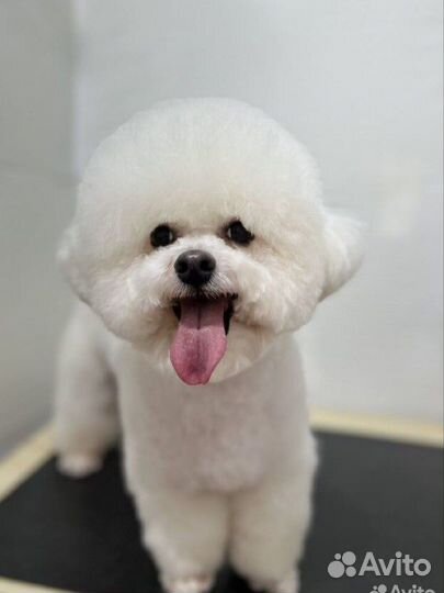 Груминг стрижка собак