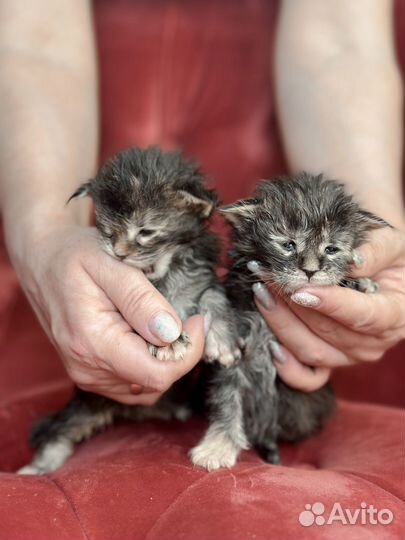 Котята мейн-кун полидакт