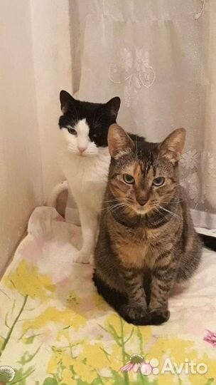 Кошечка Лизочка