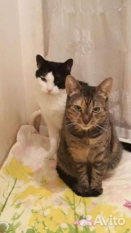 Кошечка Лизочка