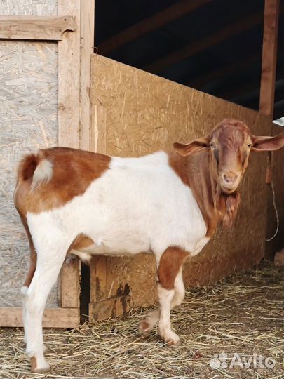 Козы и козлы