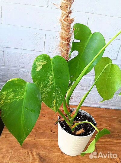 Монстера Еллоу Сплеш