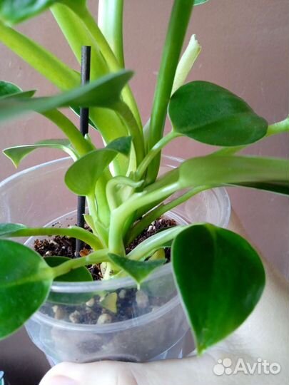 Филодендрон