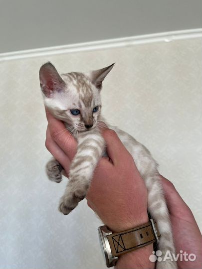 Бенгальский котенок (мальчик)