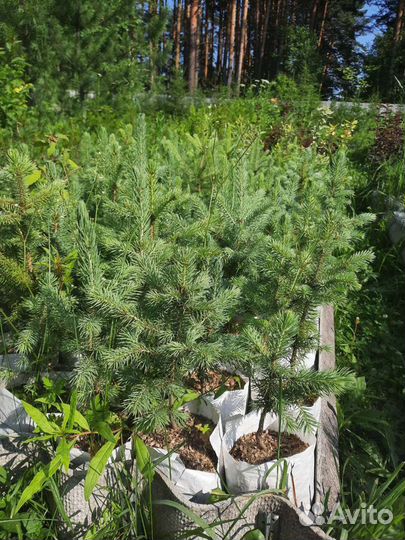 Ель сибирская (форма голубая, сизая) от 20см