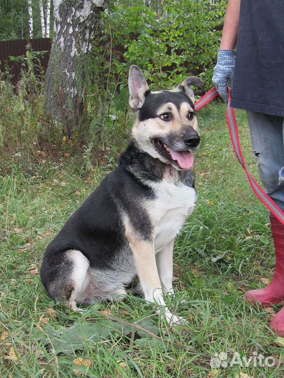 Кубик, классный пёс