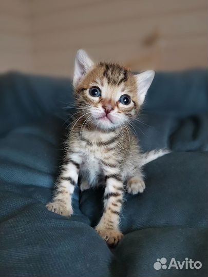 Милые котята и мама-кошка ищут дом