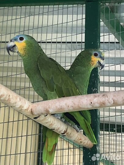 Венесуэльский амазон