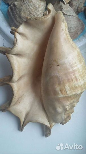 Морские ракушки